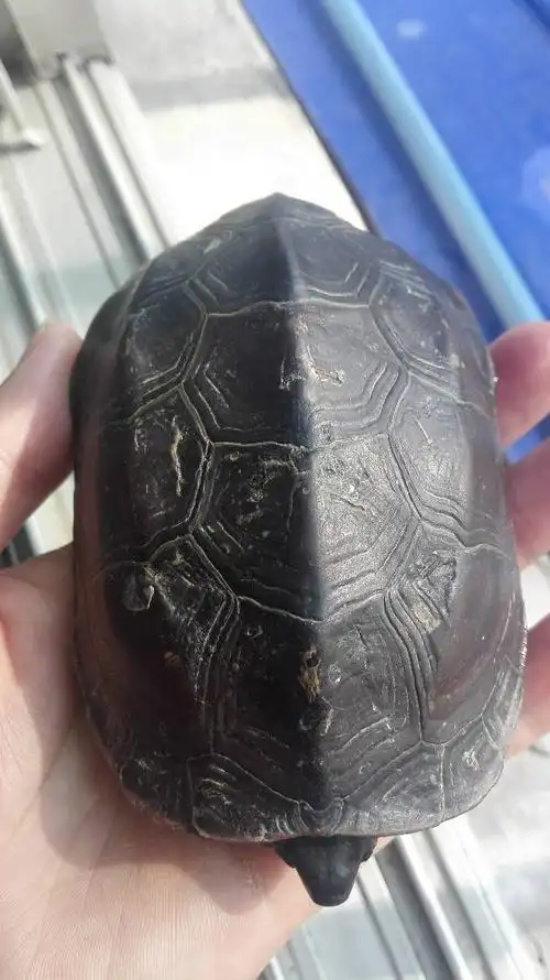 emys reevesii)又名乌龟,金龟,金线龟,墨龟,泥龟,水龟,山龟,臭青龟