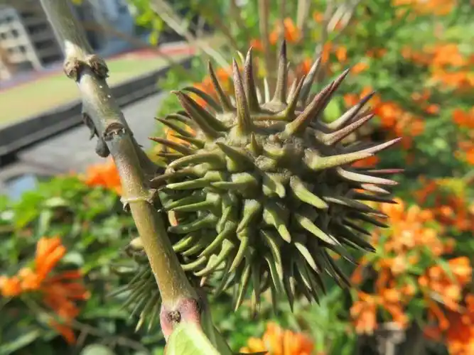 福建龙岩黄红平分享黄蝉的果实.