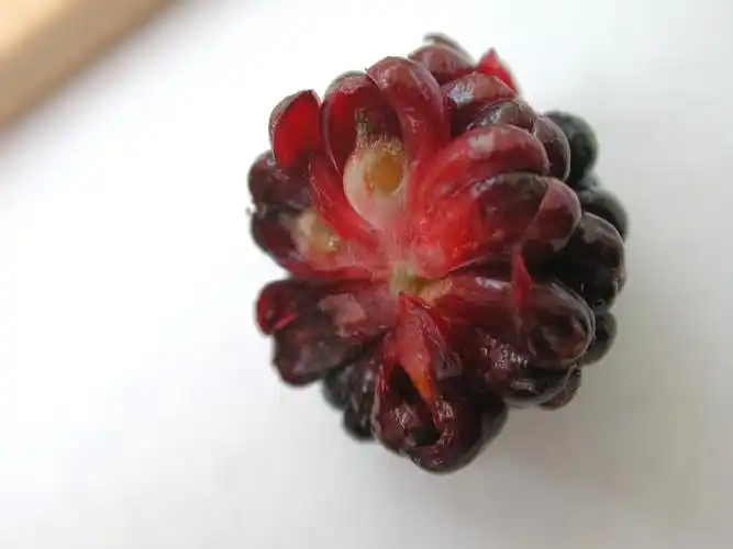 图中可见花被片形成的果肉部份(假果)