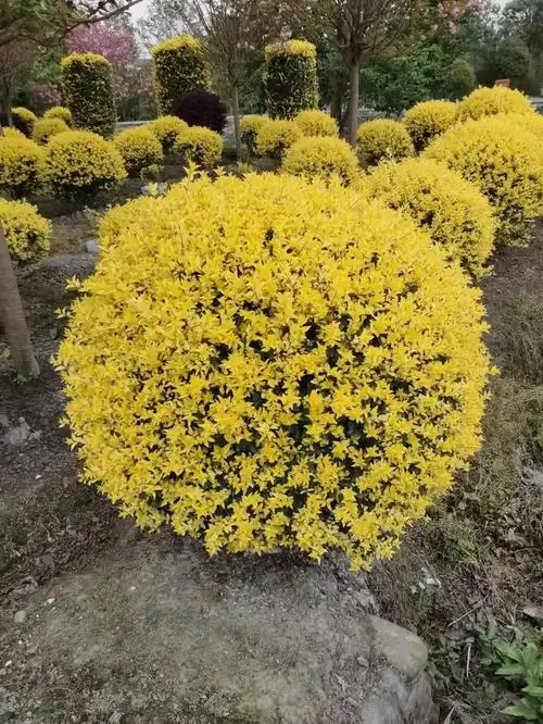 金叶女贞球如何种植养护?一起来看看