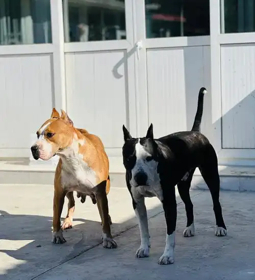 也是双狗家庭啦