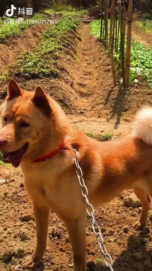 顶级货中华田园犬之大黄
