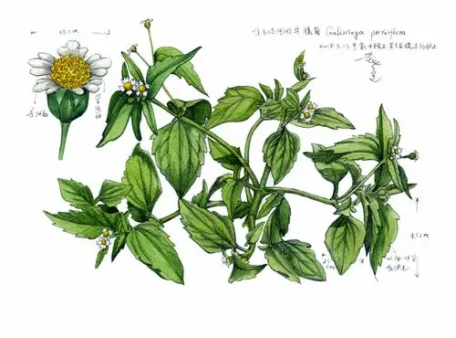 自家院子里的"牛膝菊".