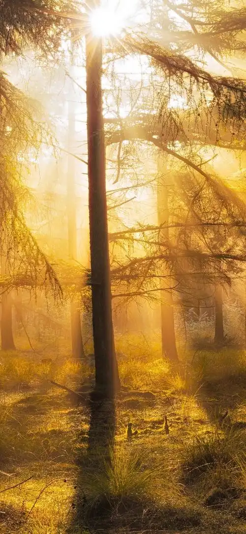 灿烂干净阳光的背景图2