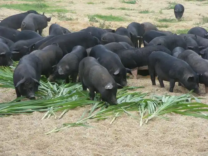 扬丰养殖有限公司 "浦黑大帅"黑猪_钦州市_广西壮族自治区农业农村厅