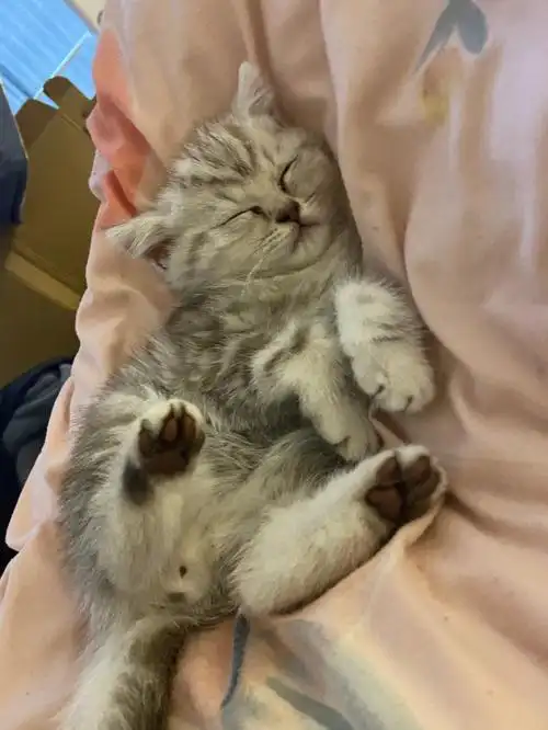 两个月的小奶猫