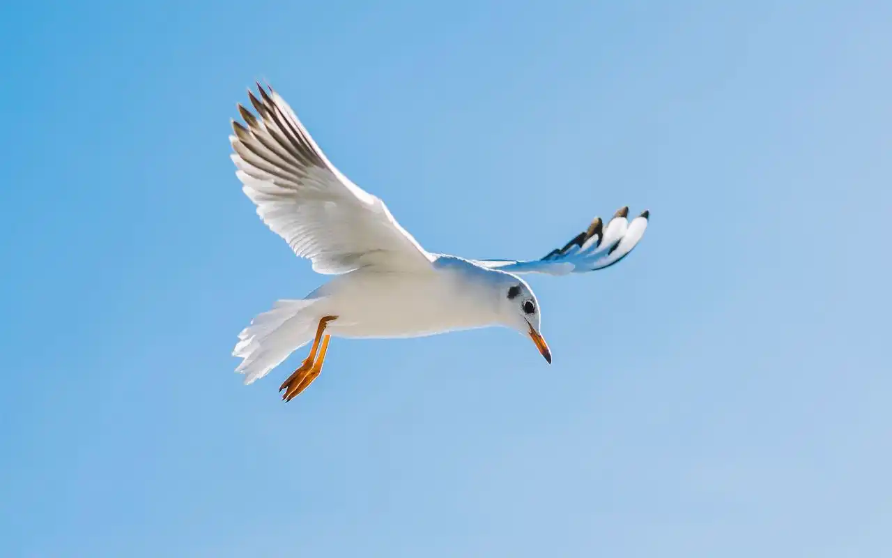 飞翔的海鸥清新摄影高清图片壁纸