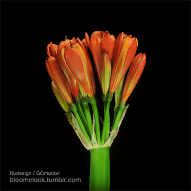 春天给你看绝美动态开花图整整拍了一年绝绝绝