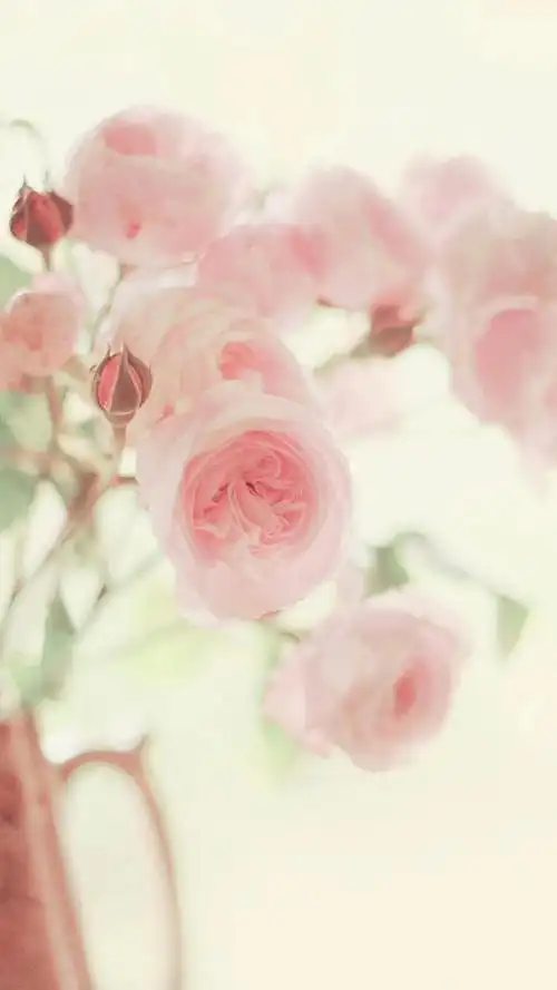 一些好看的花朵类小清新壁纸!