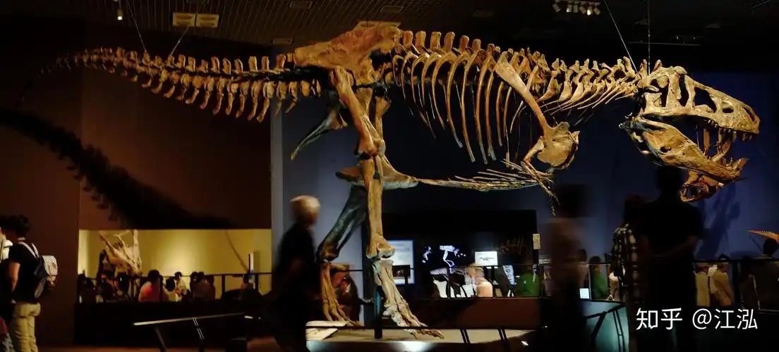 古生物学家在加拿大发现最大霸王龙化石