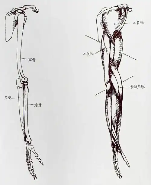 画好速写系列干货分享