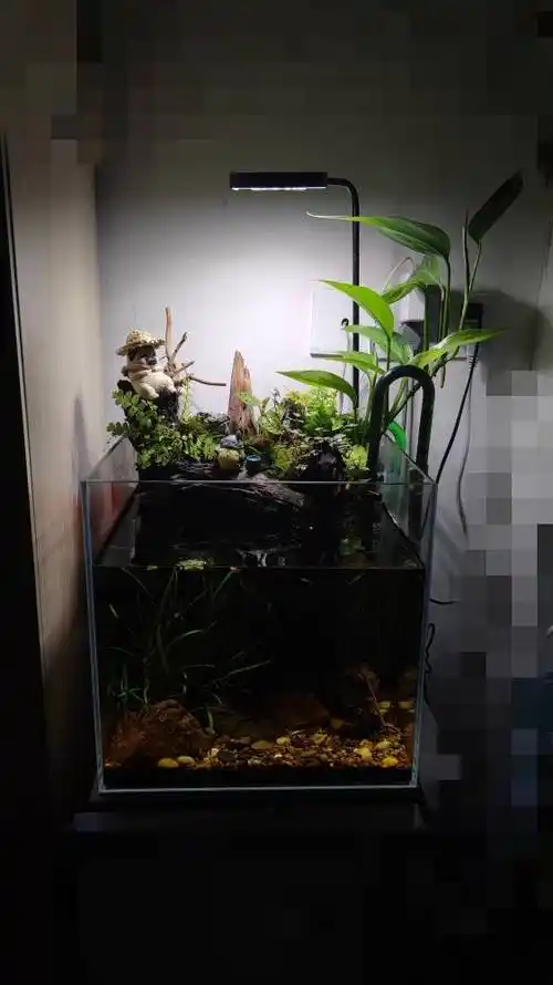 30原生方缸 - 原生态造景 - cta南美水族