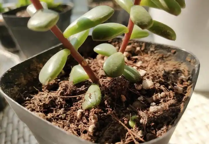 金枝玉叶浇水时,掌握好4个技巧,就能不黄叶,不烂根,枝繁叶茂