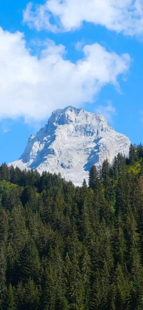 清新脱俗好看的手机壁纸