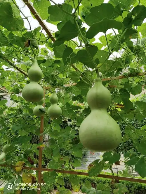 三月过后种葫芦,一根藤上长七个,当成艺术品价格翻十倍