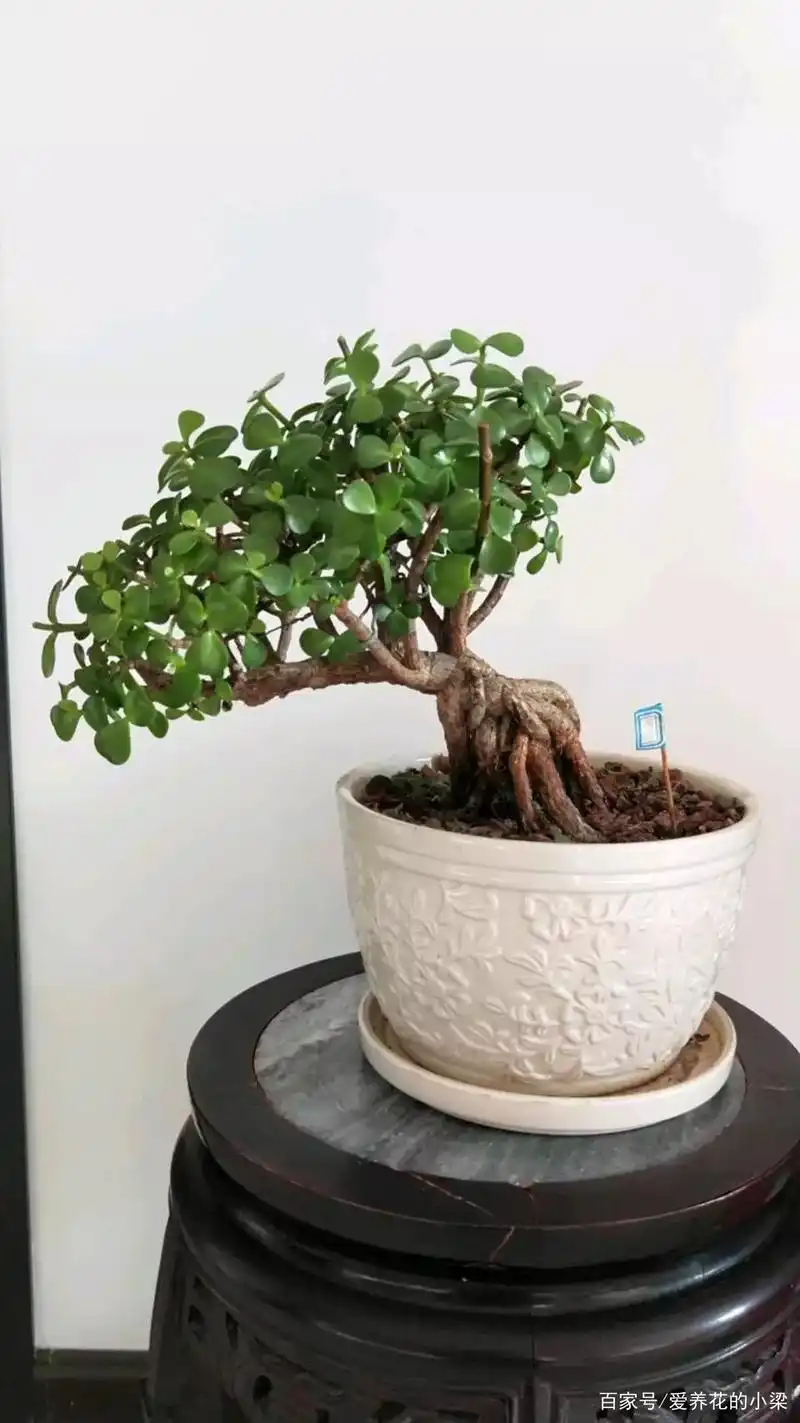 我们怎么给金枝玉叶施肥呢?从基质,季节,长势教你掌握施肥技巧