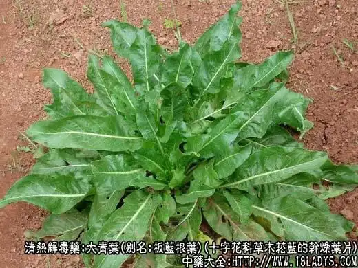 大青叶图片大青叶的功效与作用