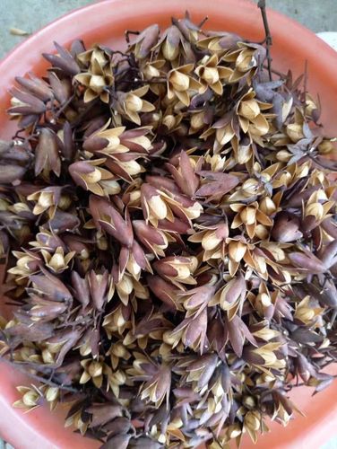 2017年野生中药材香铃子 香椿子香菱子 香椿种子果实 特价 包邮