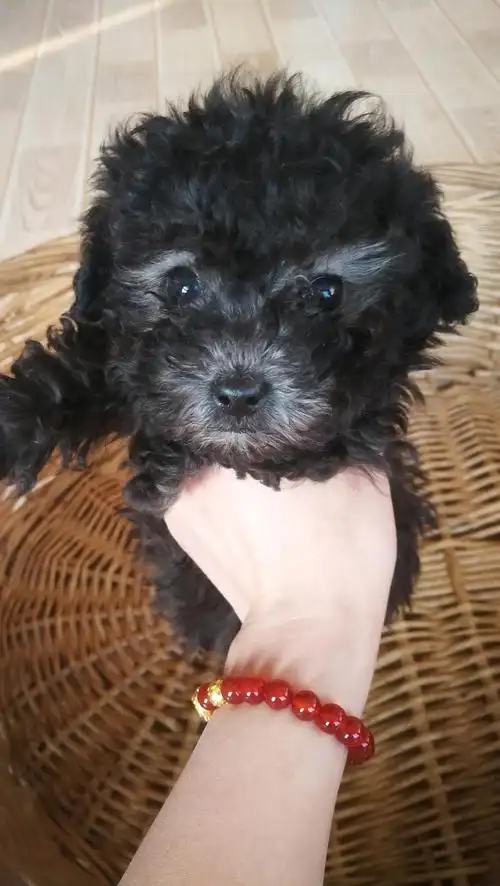 自家灰泰迪宝宝找新家