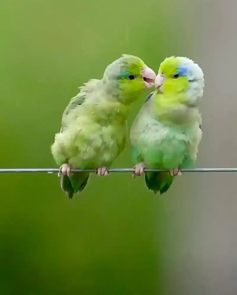 这两个小鸟太恩爱了,简单的快乐,简单的幸福.