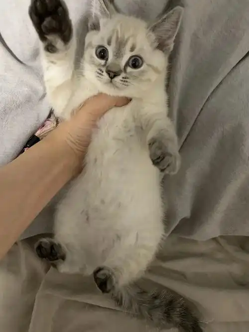 石景山美短重点色小猫咪找新家