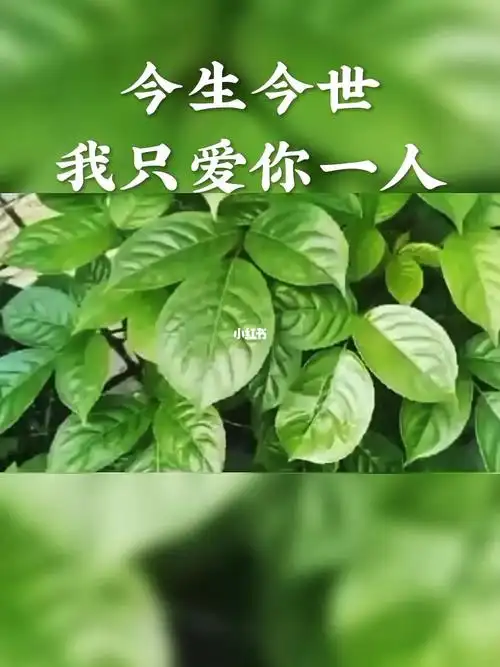 今生今世只爱你一人