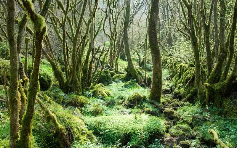 原始森林,树,青苔 壁纸