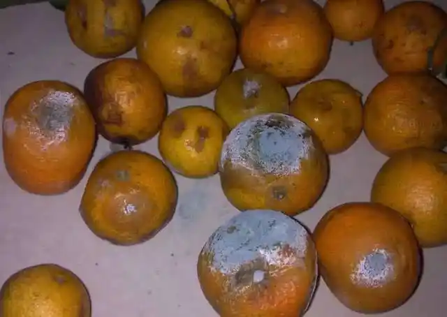 烂掉的橘子别再扔进垃圾桶它还有这用途简单方便回家找出来