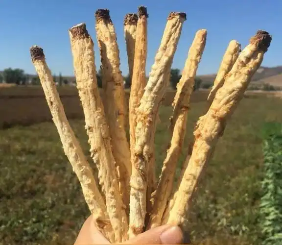 北沙参 北沙参 沙参 无硫北沙参 北沙参 10克【图片 价格 品牌 报价】