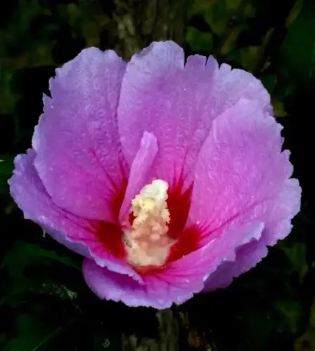 这是我近三年拍的花有些花已经濒临灭绝了