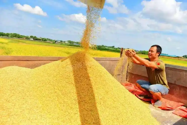合浦县又迎来水稻大丰收,夏雨将至请抓紧抢收哟!