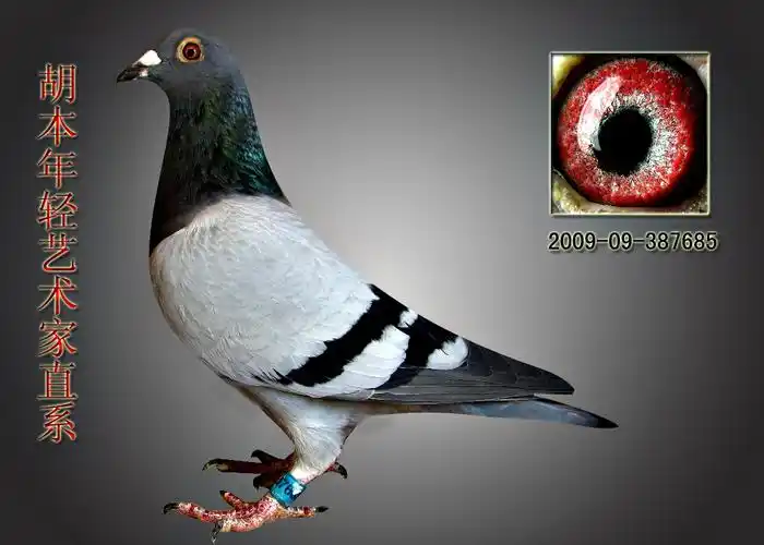 信鸽在线拍卖平台 - 中国信鸽信息网