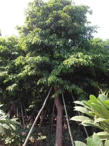 假萍婆树(丛装棍装)