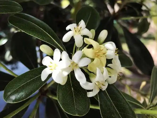 81.海桐,又称海桐花,宝珠香,山瑞香,海桐科灌木或小乔木