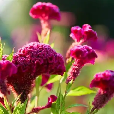 适合中年人使用的花朵头像