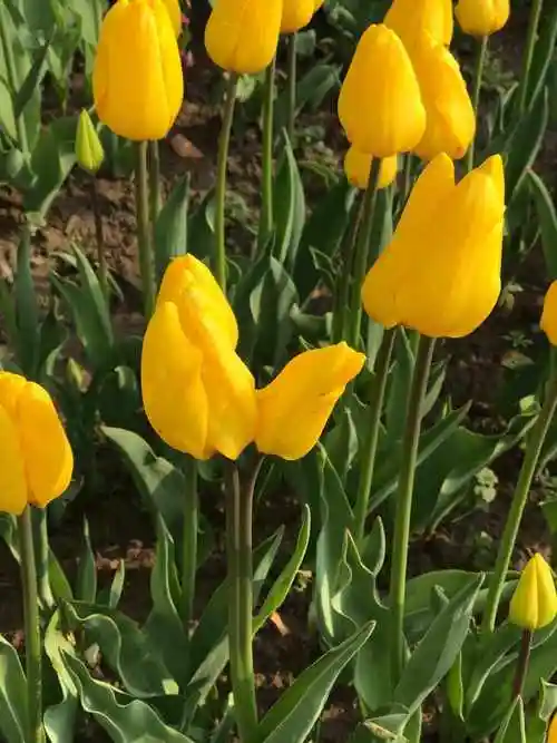 花容娇艳照人,富丽堂皇,是花中的珍品,象征富贵,是吉祥的花卉银柳银柳