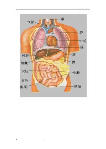人体内脏结构图女性 人身的内脏结构图