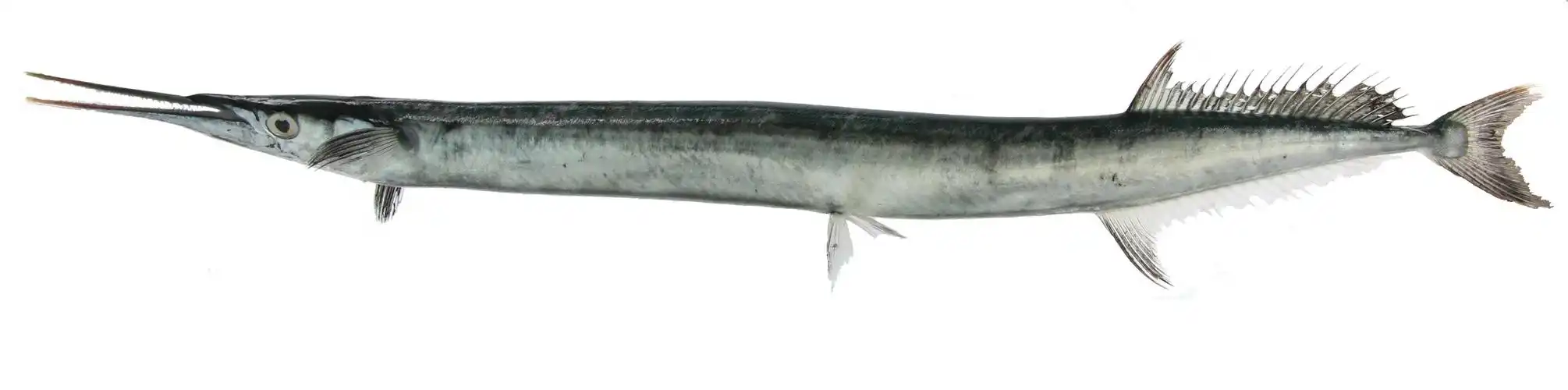 p>扁颌针鱼, i>ablennes hians /i> (valenciennes, 1846) ,是 a