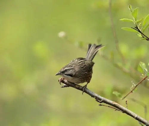 发组山鹛祝祖国繁荣富强为重庆版加油