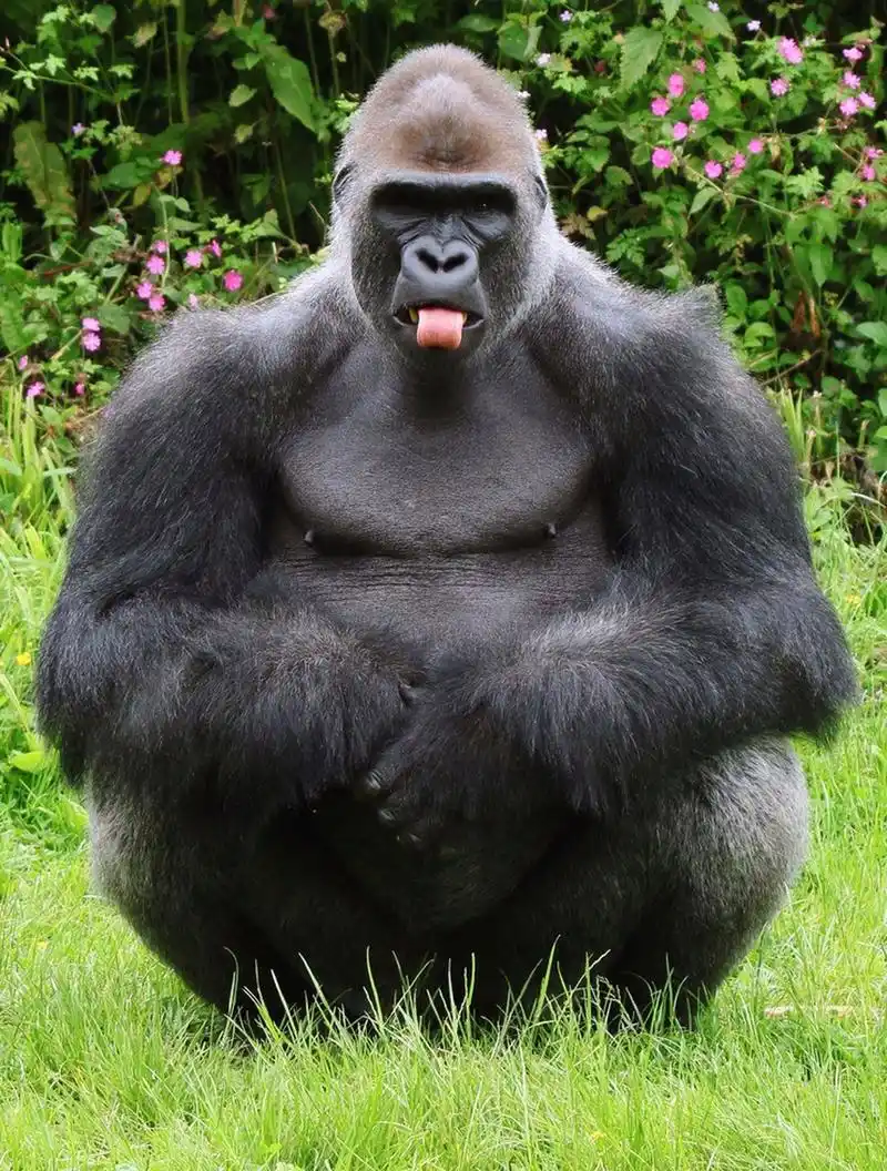 大猩猩搞怪表情系列,太逗了.#趣图搞笑# #动物趣图