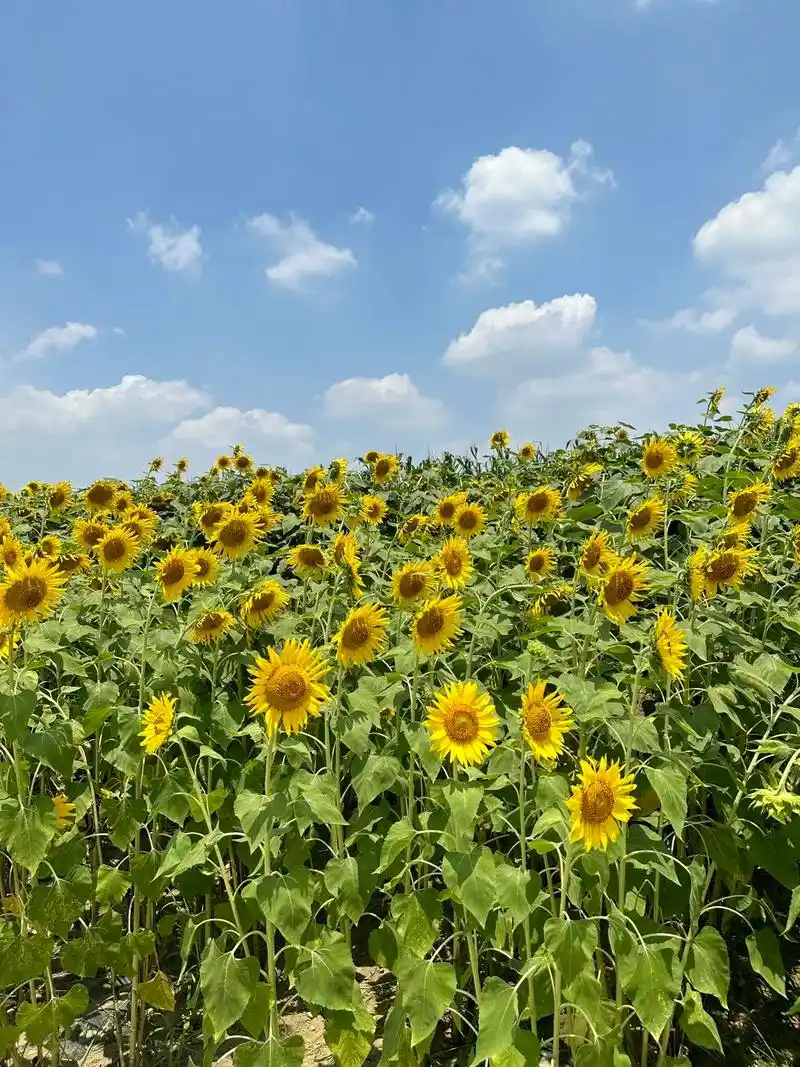 (附线路图)三元地铁站外向日葵97花田.夏日成片的向日葵97 - 抖音