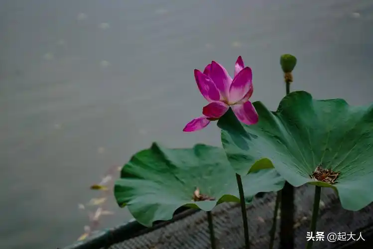 仲夏时节 北海公园荷花盛开,迎来游客观赏