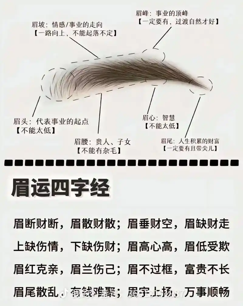 你知道眉毛在我们面