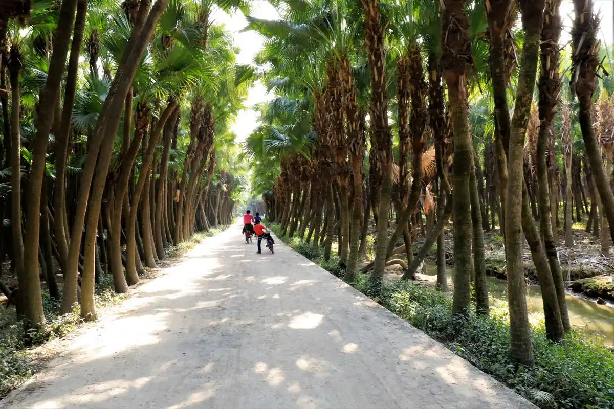 江门新会南坦岛生长着1500多亩蒲葵林,树龄已有130--150岁!