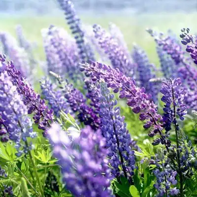 微信头像吉祥招财花朵 象征着好运的花卉头像精选