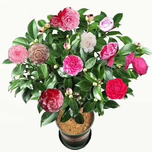 五色赤丹茶花花苞盆栽十八学士树苗花卉四季花卉