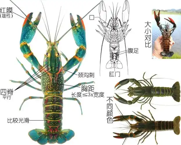 餐桌物种 | 正确认识小龙虾(五)