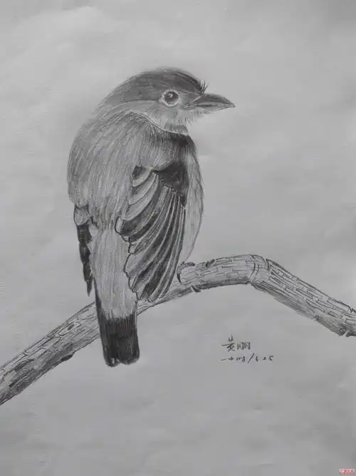 真的是个鸟而已