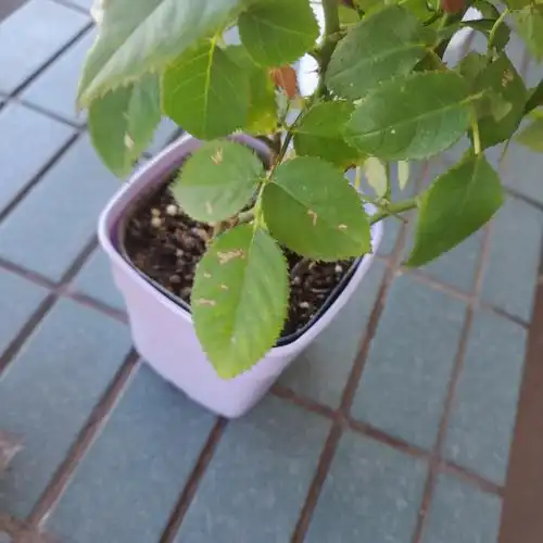 求助种的玫瑰花叶子被虫子咬了