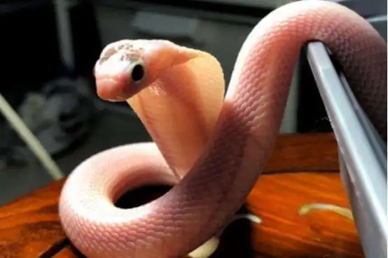 长相最可爱的蛇竟然还会装死卖萌蛇头蛇脑却不干蛇事